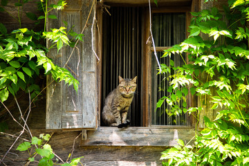 Cat sitting on the window of old rustic countryside house, Lonjsko polje, Croatia