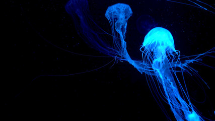 Beautiful jellyfish moving through the water neon lights