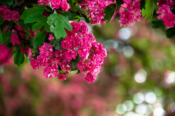 Lagerstroemia L., crape myrtle pink petals. Floral background of pure pink flowers on the branches with green leaves
