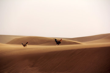 Fototapeta na wymiar Desert. Morocco. March 13, 2013. The unusual Ships of The Desert. The Moroccan hens cross sandy heathland in 20 km from the last human settlement 