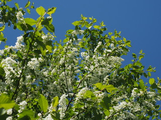 Fototapeta na wymiar bird cherry tree in bloom against the blue sky