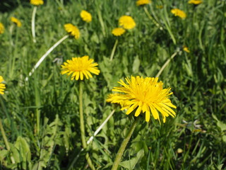  Yellow flowering dandelions on a green meadow