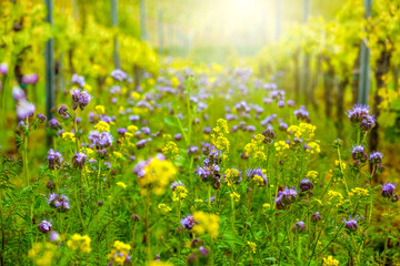 Frühlings Blumenwiese in Weinberg