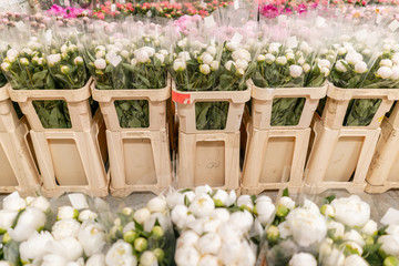 Warehouse refrigerator, Wholesale flowers for flower shops. White peonies in a plastic container or bucket. Online store. Floral shop and delivery concept.