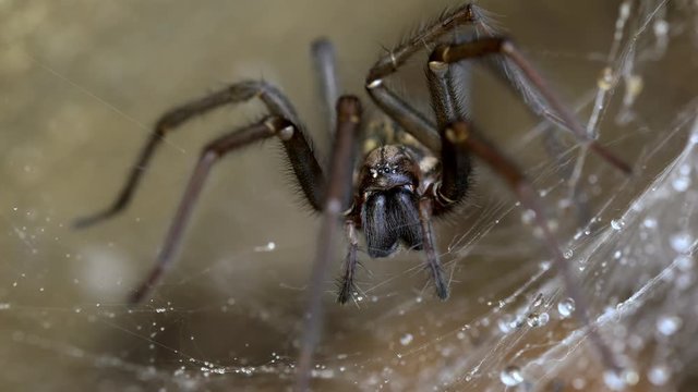 Giant house spider (Eratigena atrica) 