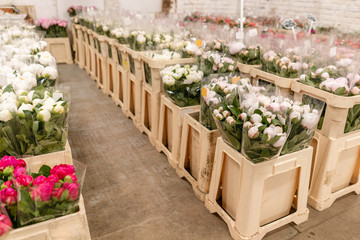 Warehouse refrigerator, Wholesale flowers for flower shops. White peonies in a plastic container or bucket. Online store. Floral shop and delivery concept.