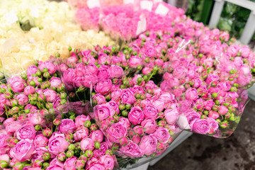 Naklejka na ściany i meble Warehouse refrigerator, Wholesale flowers for flower shops. Pink roses in a plastic container or bucket. Online store. Floral shop and delivery concept.