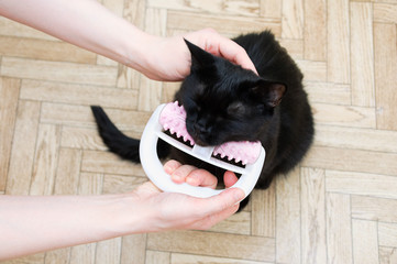 Massage for a black cat with a plastic roller massager.