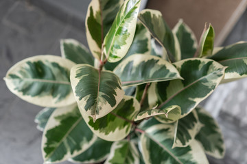 Fototapeta premium Closeup leaf of Ficus plants. Stylish green plant in ceramic pots on wooden vintage stand on background of gray wall. Modern room decor. sansevieria plants