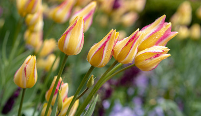 yellow tulips in the garden