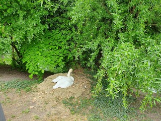 white rabbit in the garden