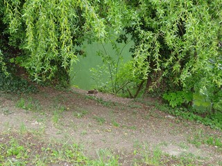 Obraz premium path in the garden