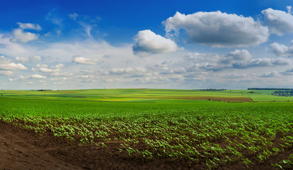view of lines of young corn shoots on field with blue sky