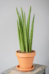 Sansevieria plants. Stylish green plant in ceramic pots on wooden vintage stand on background of gray wall. Modern room decor. sansevieria plants