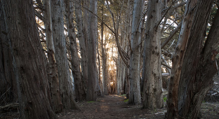 rows of trees with sunlight