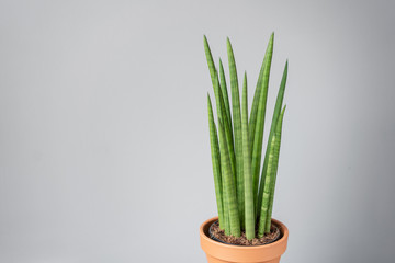 Sansevieria plants. Stylish green plant in ceramic pots on wooden vintage stand on background of gray wall. Modern room decor. sansevieria plants. Copy space