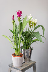 Fototapeta na wymiar Turmeric is a flowering plant, Curcuma longa of the ginger family. Stylish green plant in ceramic pots on wooden vintage stand on background of gray wall. Modern room decor. sansevieria plants
