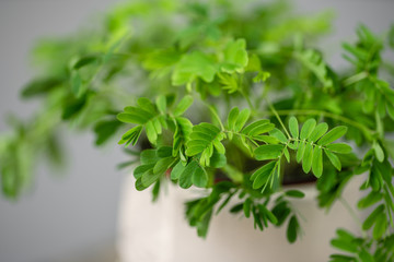 Shameplant plants, Mimosa pudica. Stylish green plant in ceramic pots on wooden vintage stand on background of gray wall. Modern room decor. sansevieria plants