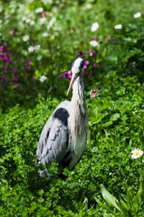A great blue heron in the park