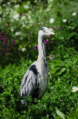 Fototapeta premium A great blue heron in the park