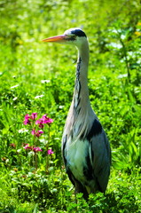 A great blue heron in the park