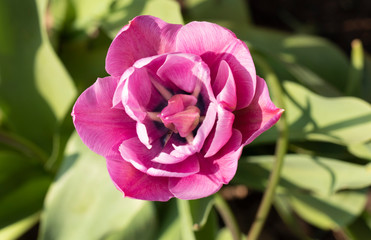 pink rose in the garden