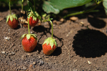 Growing strawberries in the garden, berry background