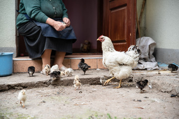 Old woman feeds the little chickens in the yard. Poultry
