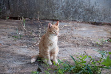 Yeloow Cat