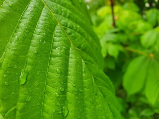 green leaf with dew drops
