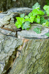 Green plants in dry stump. Green leaves on dead trees. New life