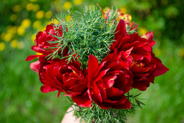 Beautiful bouquet of flowers. Terry red tulips and spurge. The beauty of fresh flowers