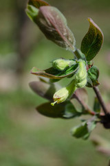 Fototapeta premium Blooming honeysuckle flowers in spring garden. Lonicera caerulea bush