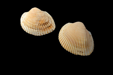 two seashells isolated on black background