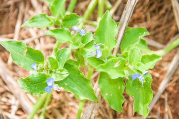 Pragas de Jardim