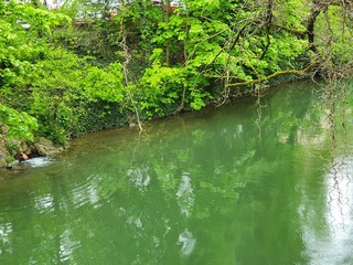 small river in the forest