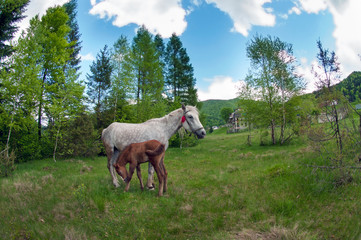 Obraz premium beautiful horses graze in the spring mountains under a warm sun on the background of the forest