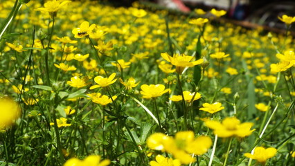 Obraz premium field of flowers