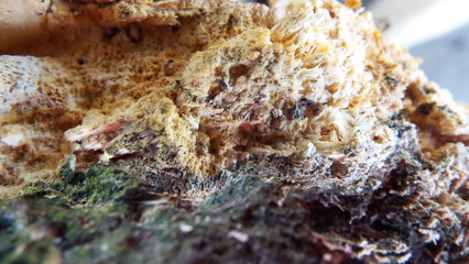 broken tree with sap