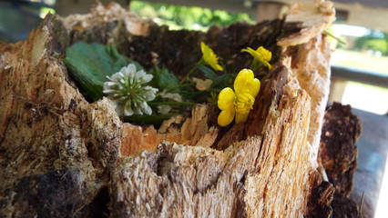 fire log with flowers