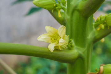 Papaya Flowers