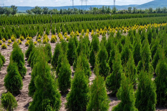 Arborvitae. Goldstrike Cedar. Nursery for many green Thuja in nature.