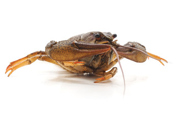 One brown crayfish.