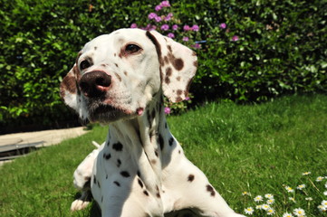 Dalmatian enjoys the garden