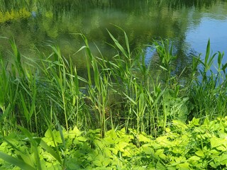 green grass in the pond