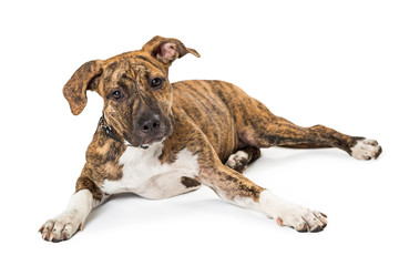 Brindle Puppy Dog Lying on White