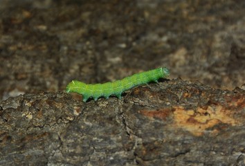 green caterpillar on the ground