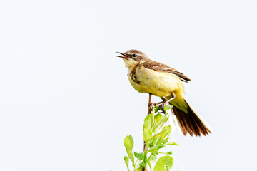 A little bird is sitting on a branch, summer time, Russia.