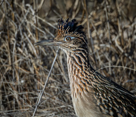 profile of a roadrunner, tucson, arizona
