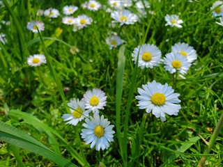 daisy in the grass
